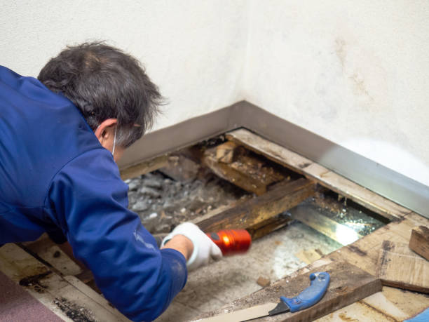 Best Localized Mold Remediation (e.g., coastal areas, humid climates) in Combined Locks, WI