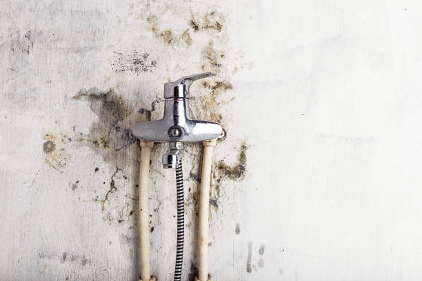 Best White Mold Remediation in Combined Locks, WI