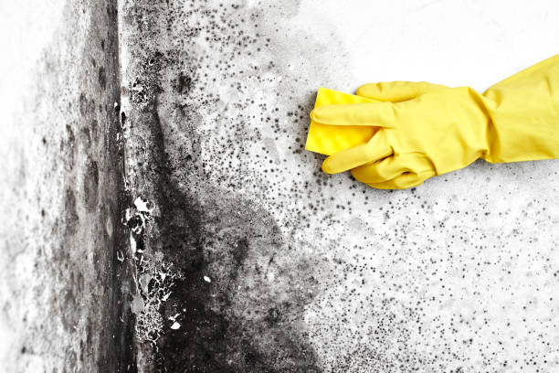 Best Attic Mold Remediation in Combined Locks, WI