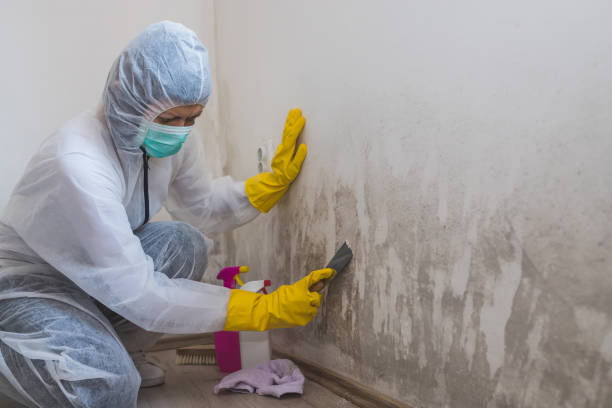 Best Black Mold Remediation in Combined Locks, WI