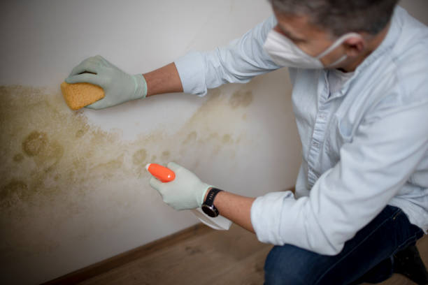 Best Crawl Space Mold Remediation in Combined Locks, WI