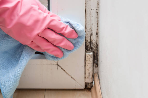 Best Health and Safety Mold Remediation in Combined Locks, WI