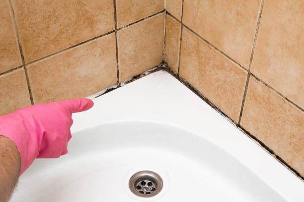 Best Preventive Mold Services in Combined Locks, WI